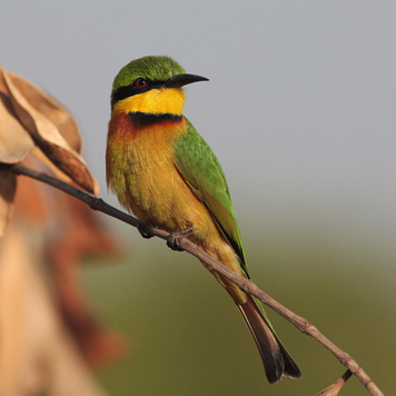 Uganda Birding Safaris