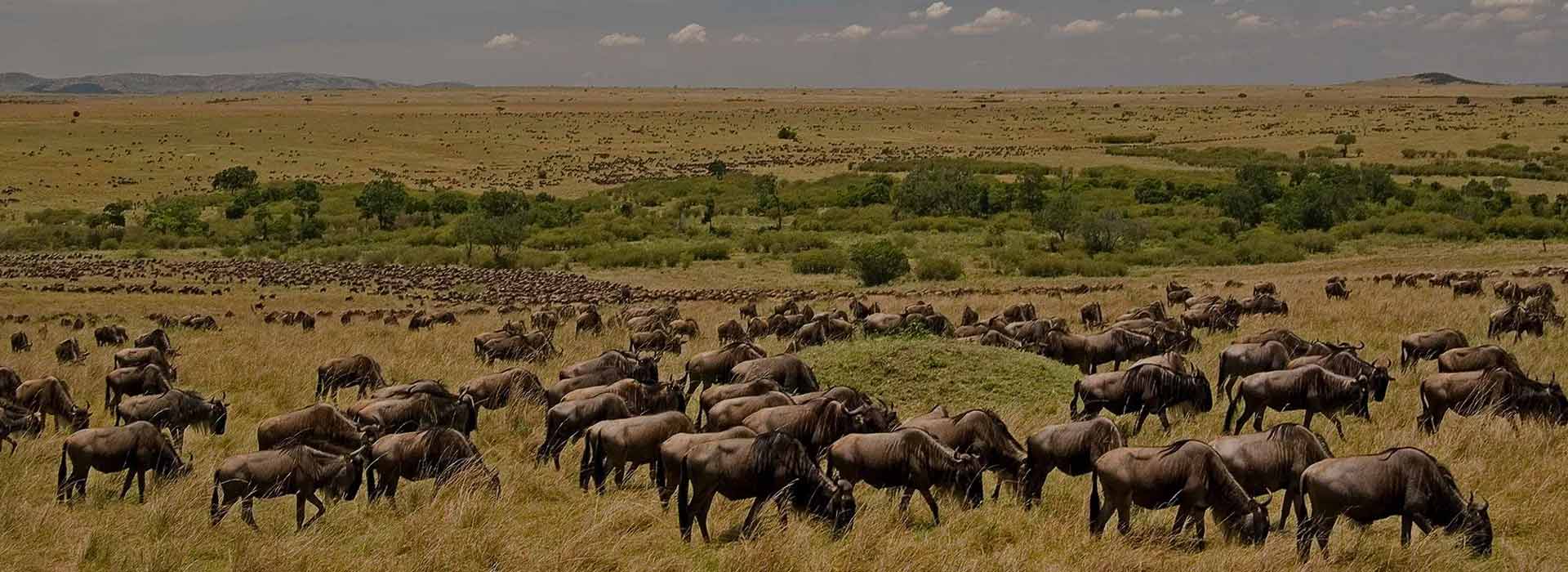 Tanzania Migration Safari Serengeti Mwanza