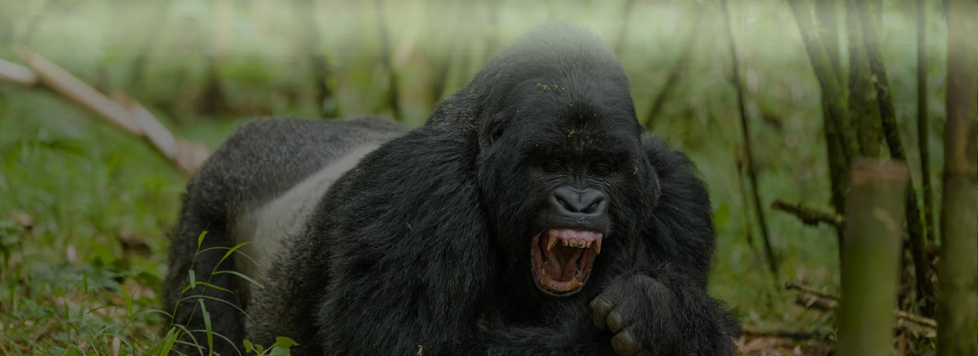 Uganda Gorillas Wildlife Safari