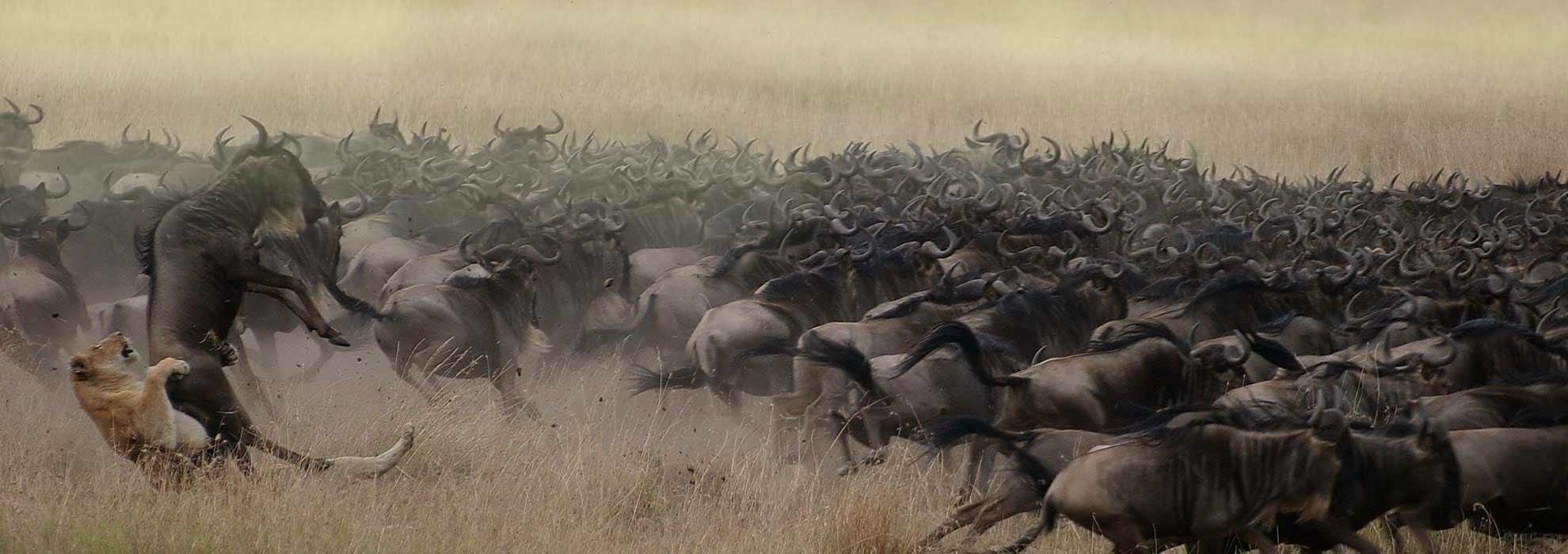 Migration safari Ndutu