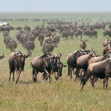 Migration Safari Ndutu