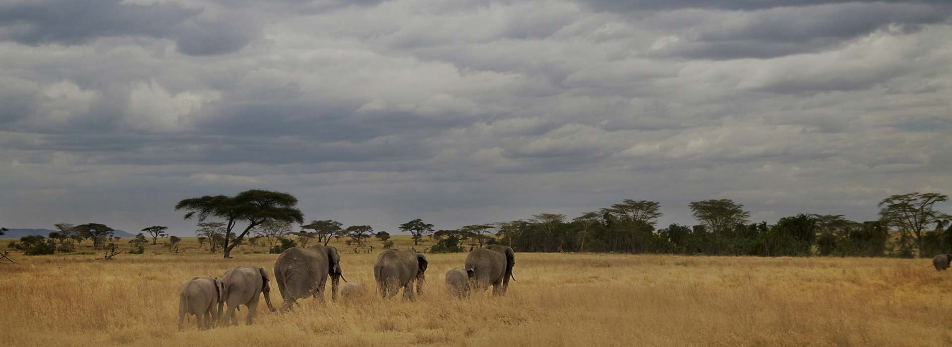 African Safari Destinations