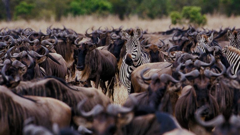 Tanzania Migration Safari Serengeti Mwanza