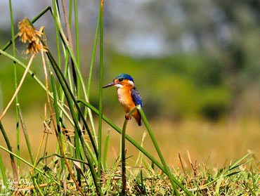 Tanzania Bird Watching Safaris