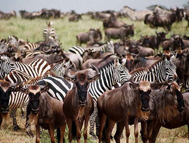Migration Safari Ndutu