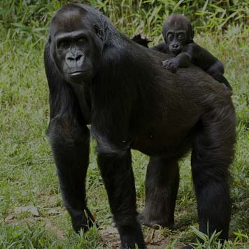 Uganda Gorilla Primate Safaris