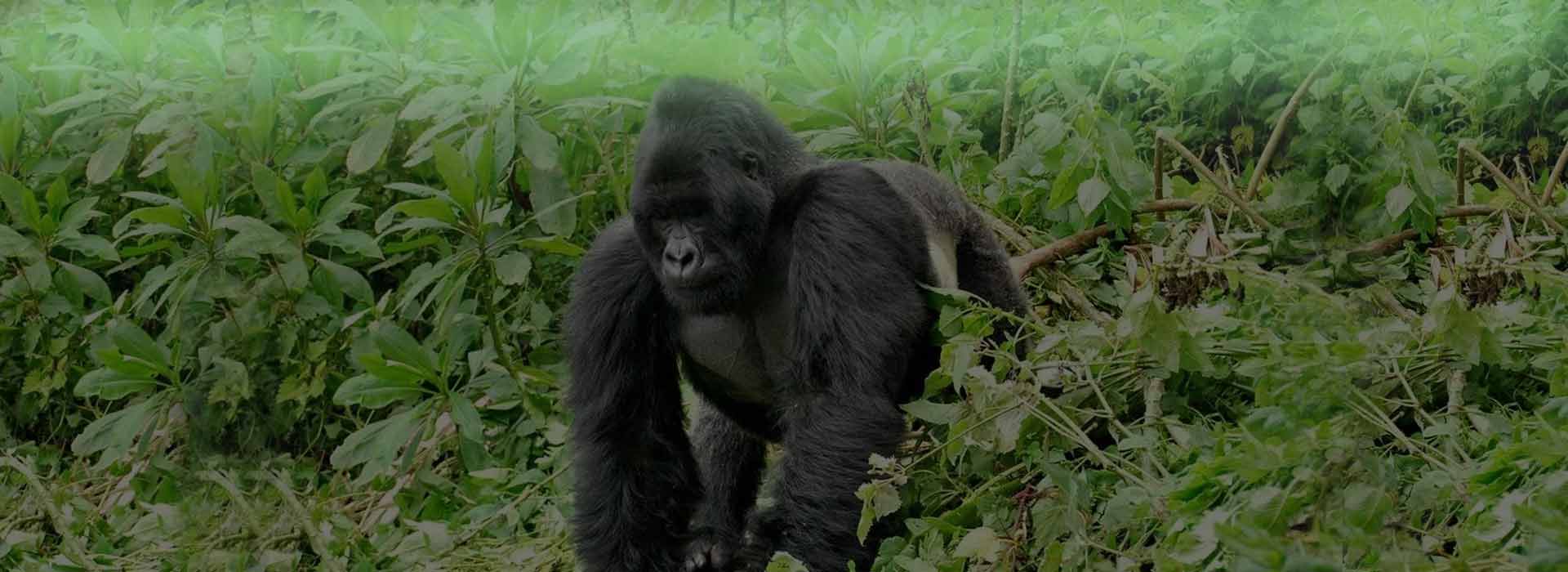 Uganda Gorillas Chimpanzee Tracking