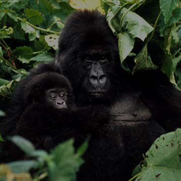 Uganda Gorilla Tracking