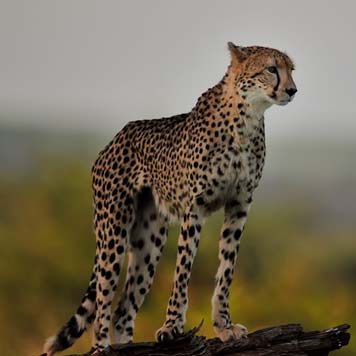Kenya National Park