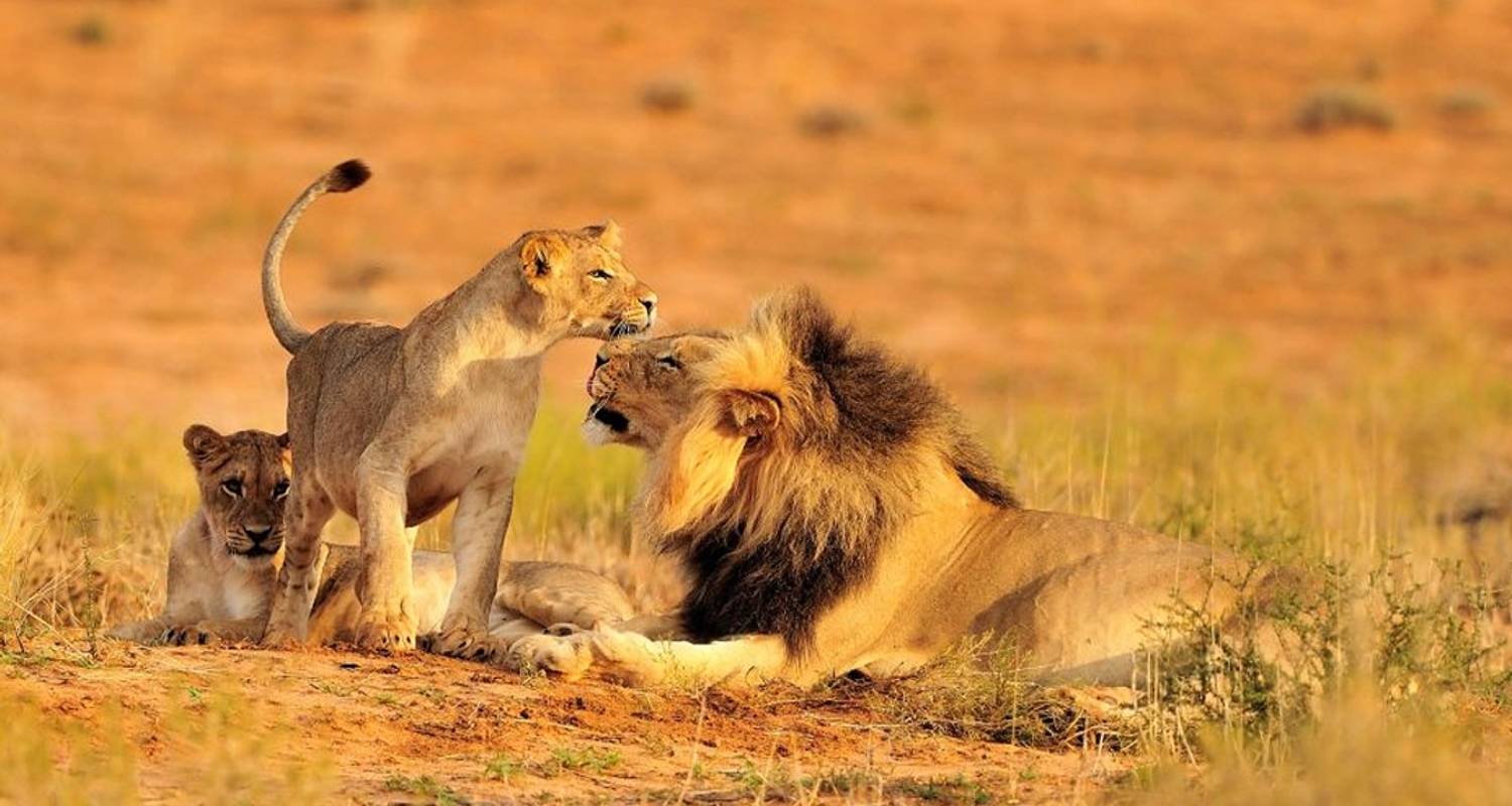 lion