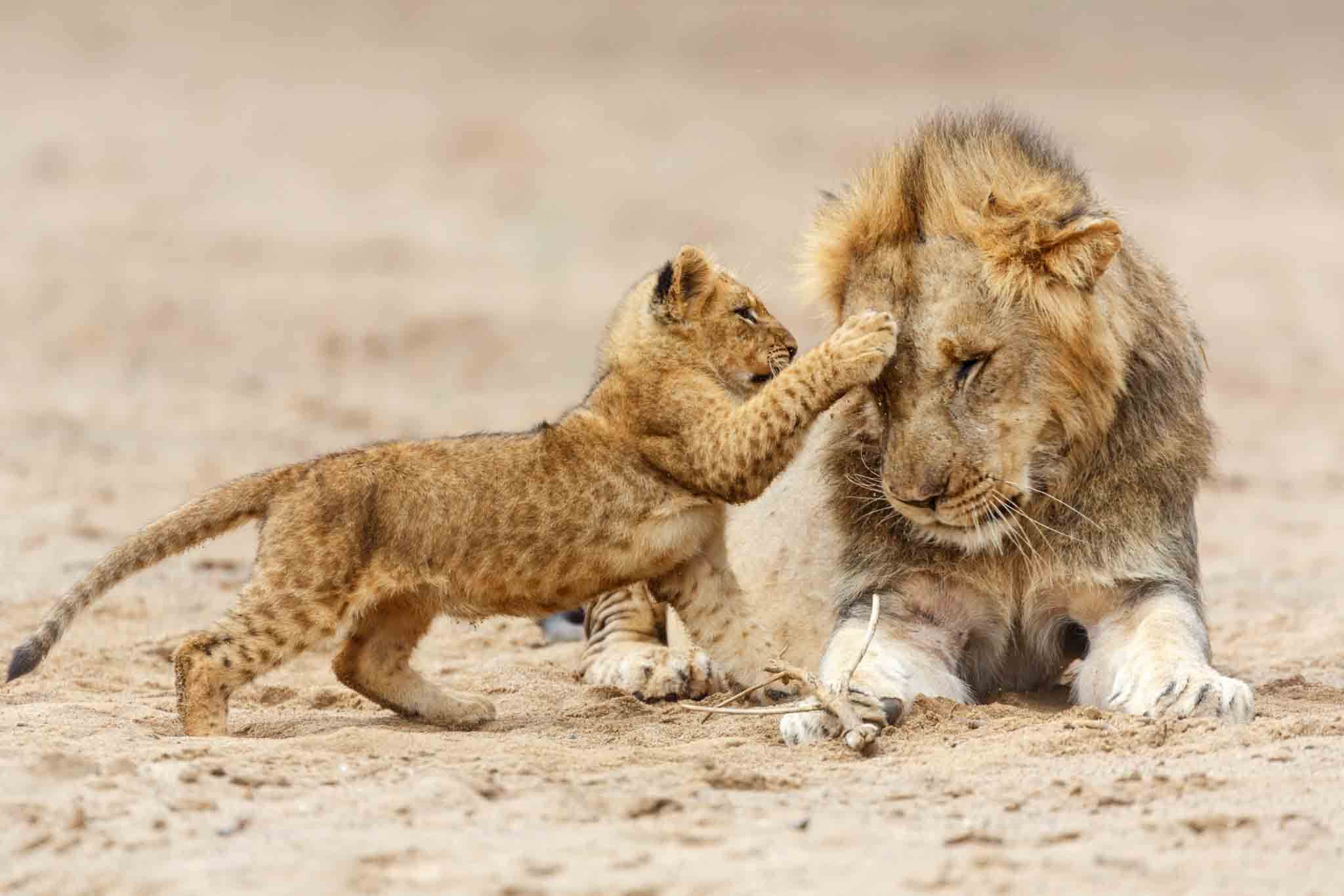 Days Mwanza to Serengeti Lodge Safari