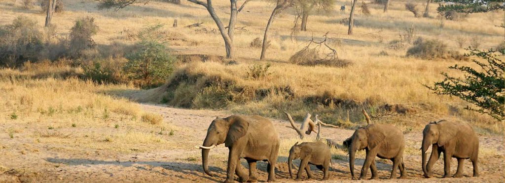 days tanzania wildlife safari banner
