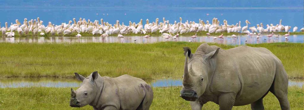 days tanzania wildlife safari banner