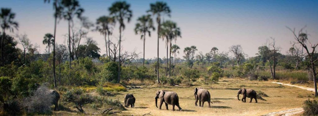 days tanzania luxury safari banner