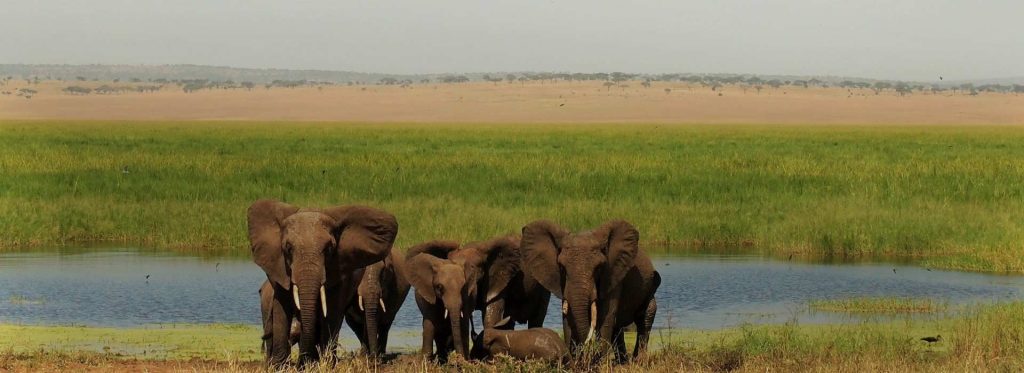 days tanzania wildlife safari banner