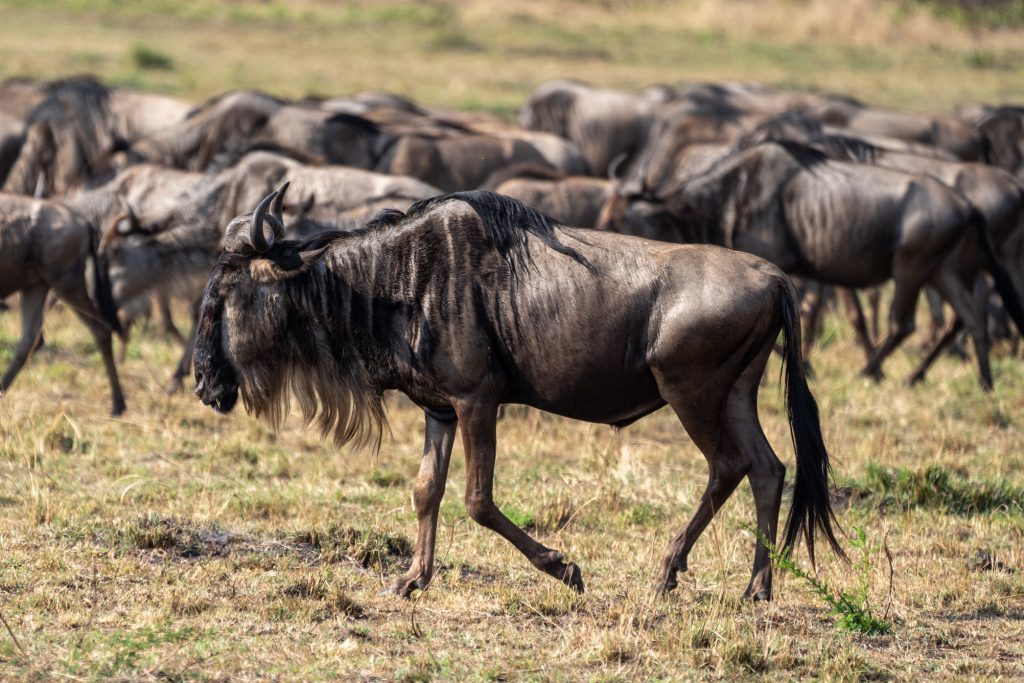 Days Serengeti Wildebeest Migration Western from Mwanza