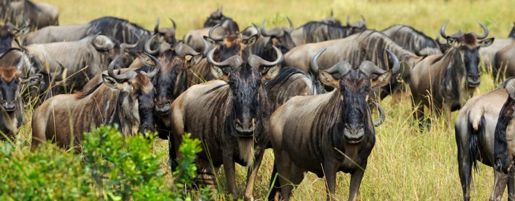 Days Serengeti Wildebeest Migration Safari North