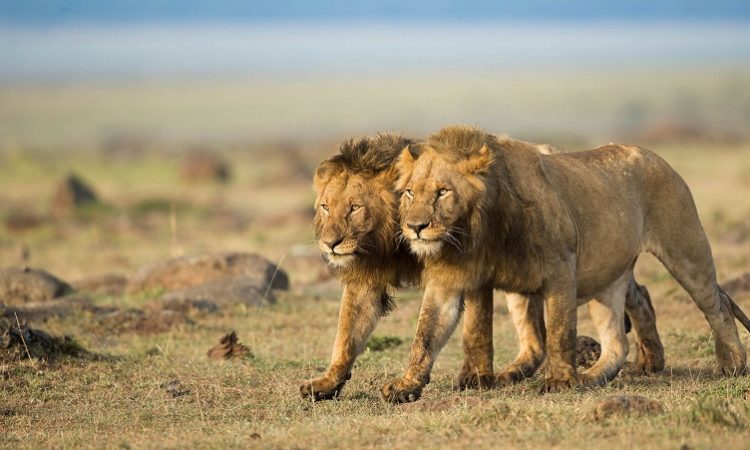 Facts about Masai Mara National Reserve e x