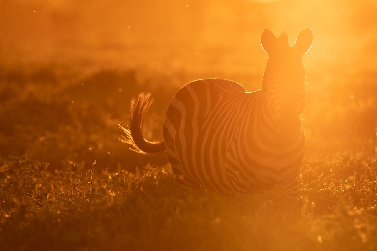 A zebra in Serengeti National Park