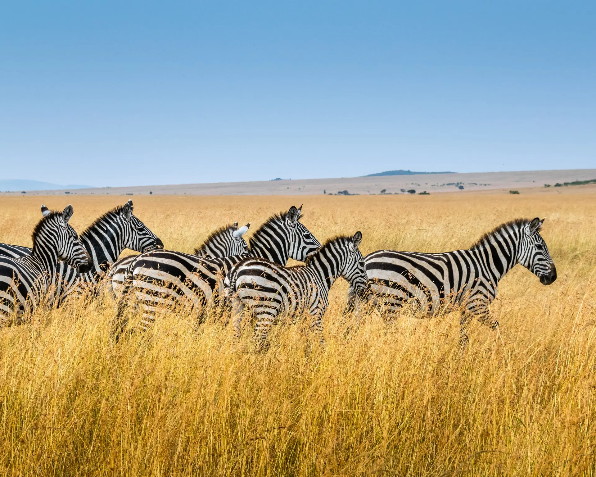 Best Time To Go To The Masai Mara
