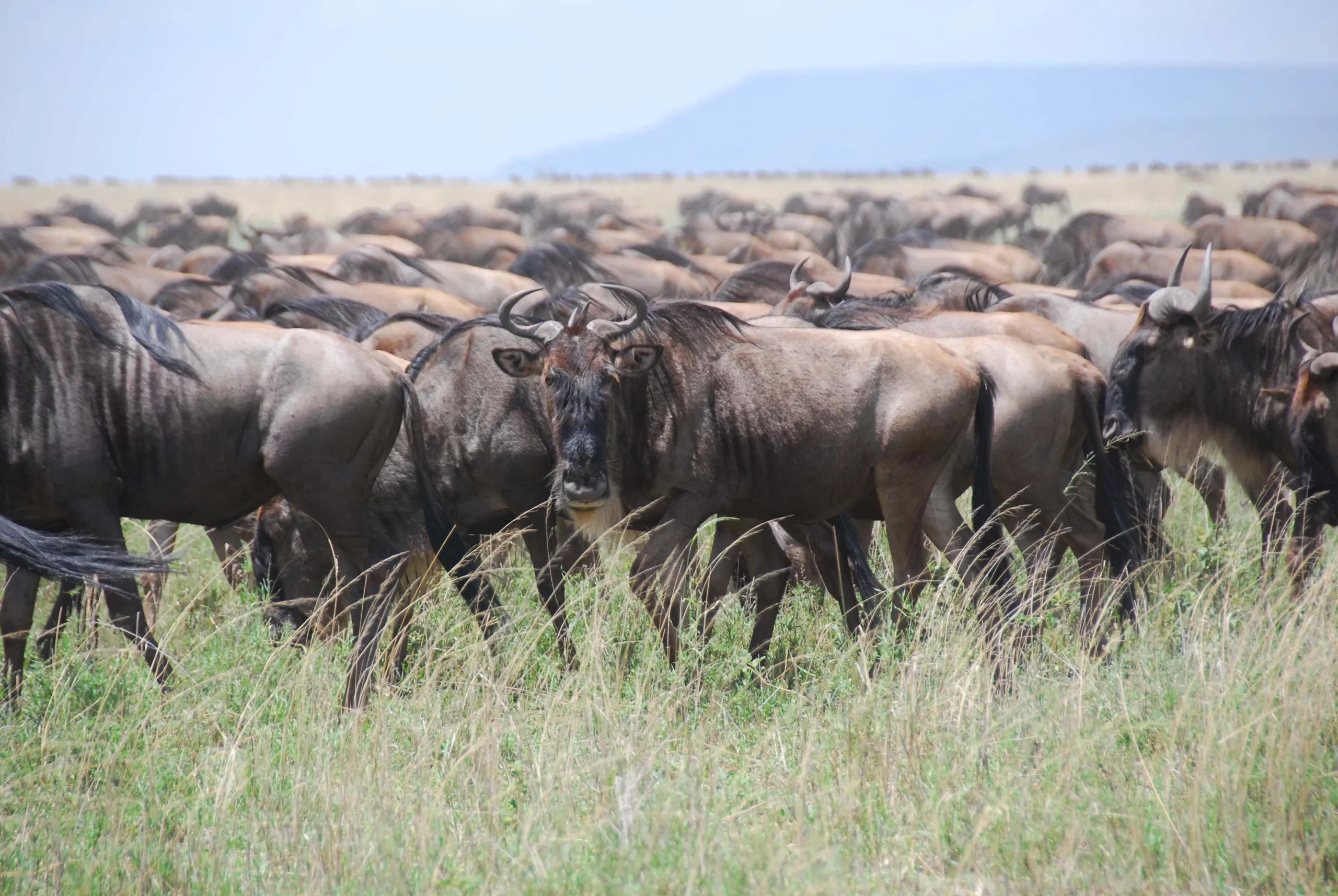 Full day in Serengeti