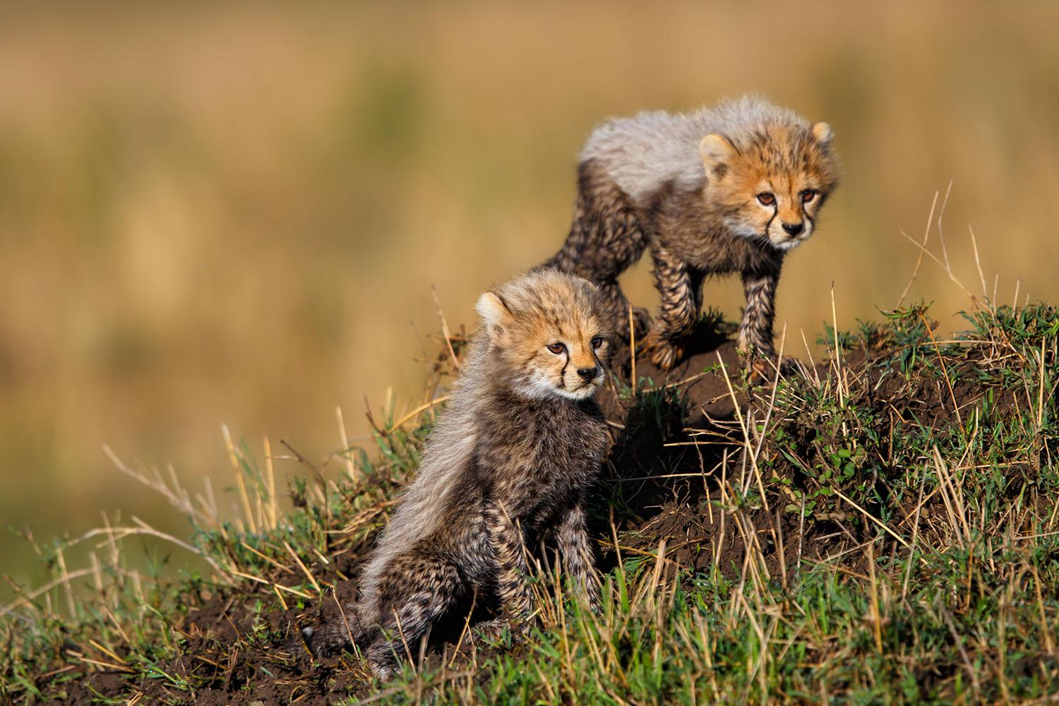 Full day in Serengeti
