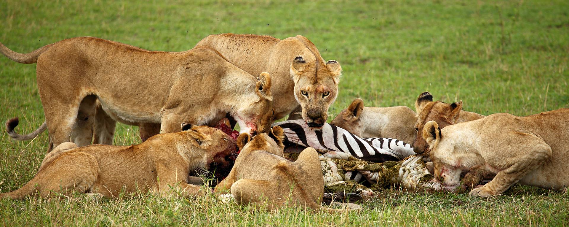 Full day in Serengeti