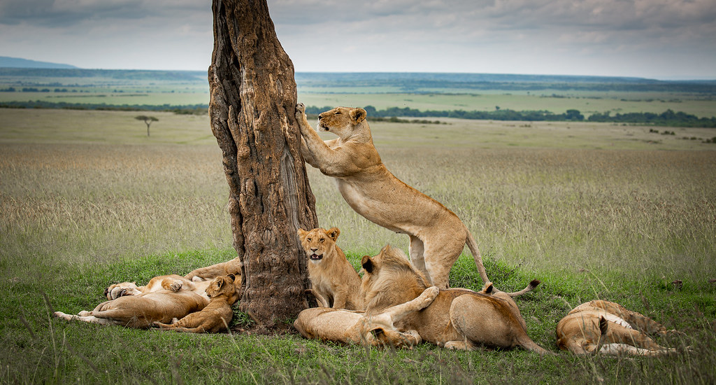 Full day in Serengeti