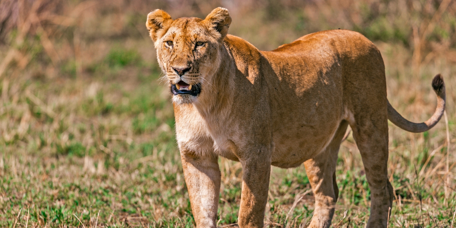 Full day in Serengeti