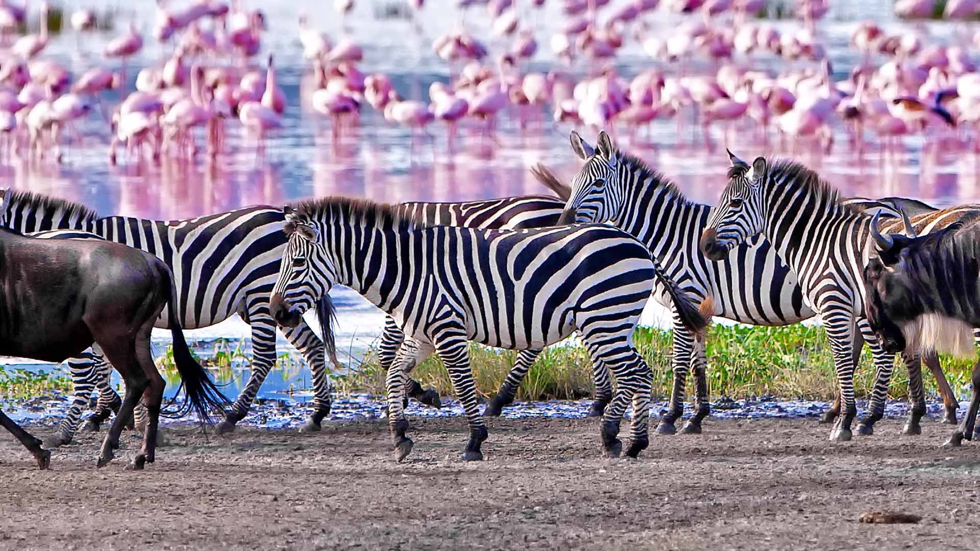 Lake Manyara