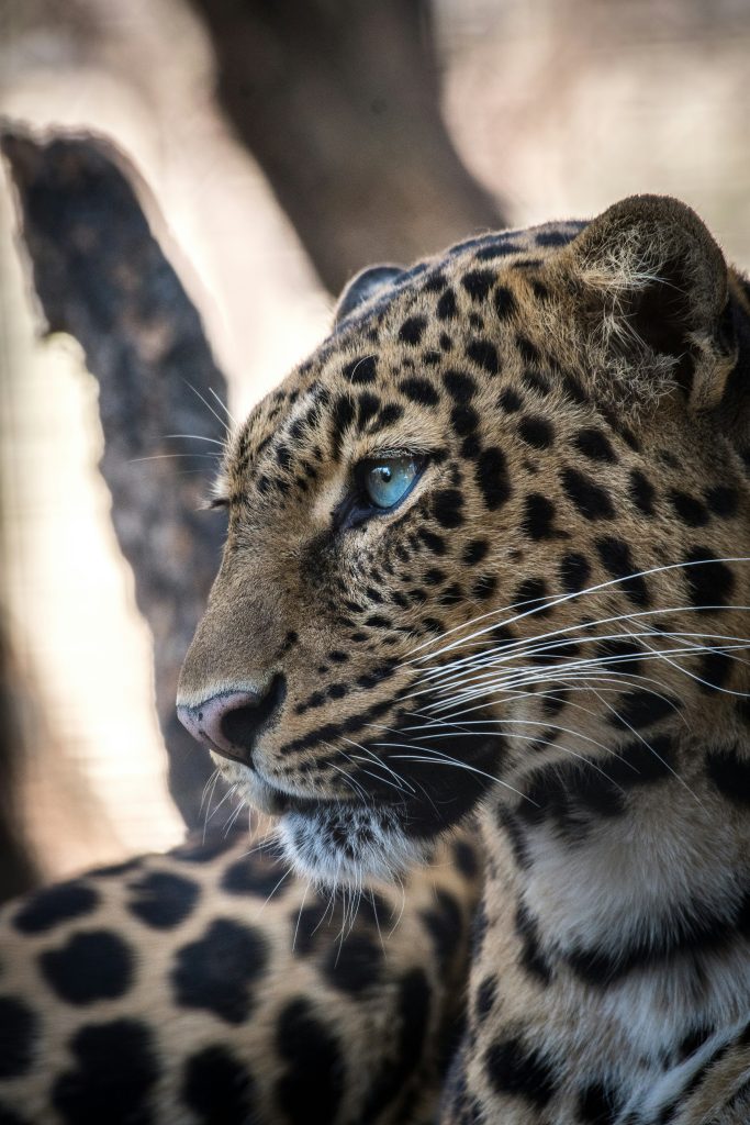 Leopard ()