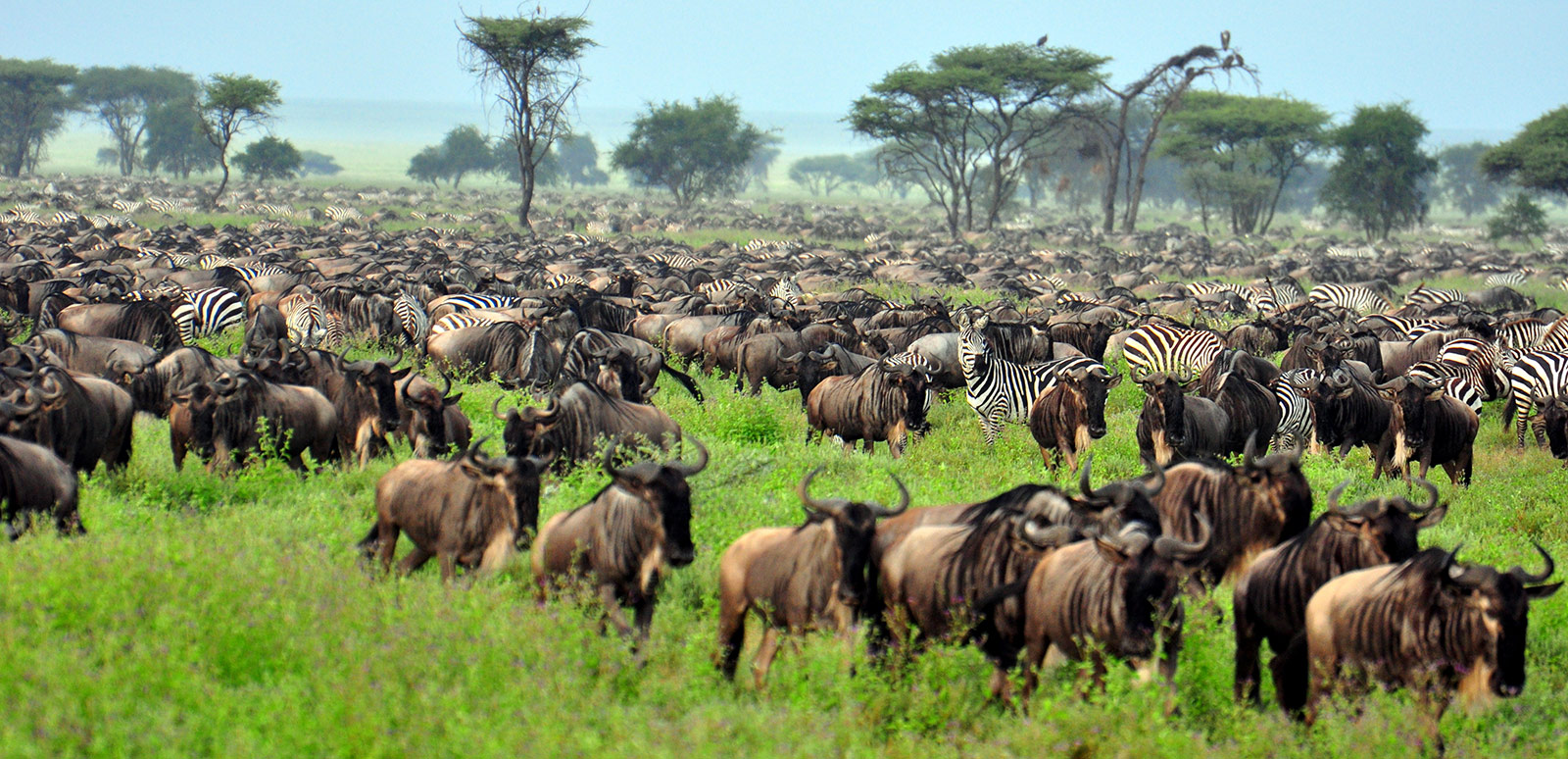 Ngorongoro Crater