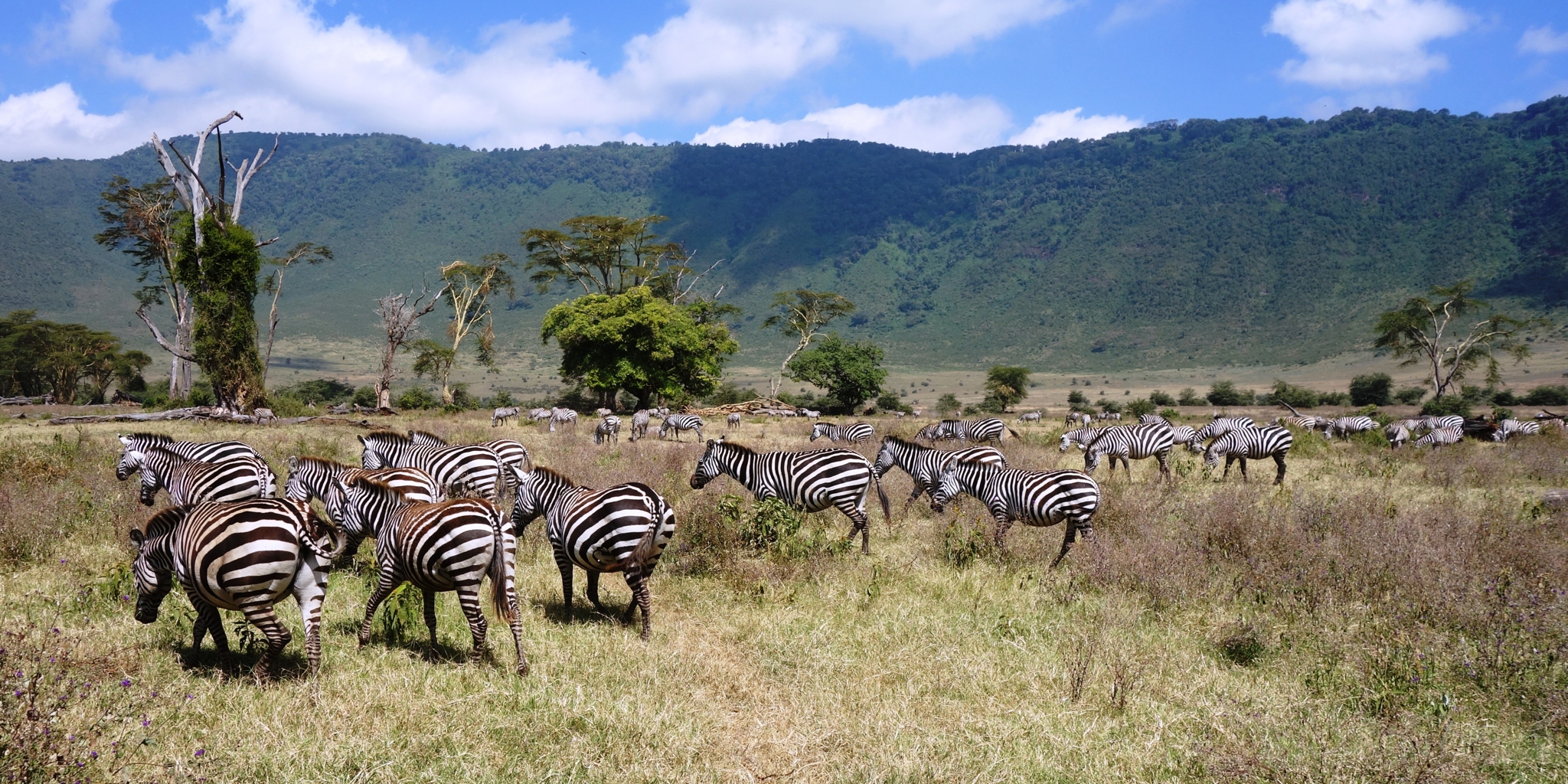Serengeti