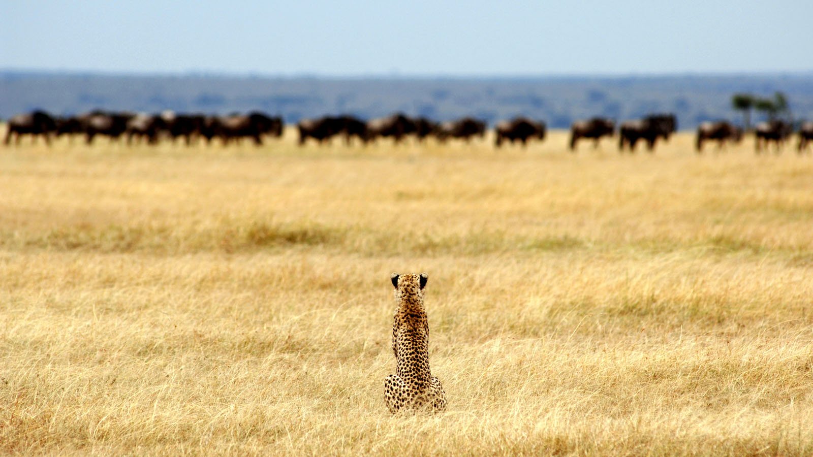 Serengeti Plains