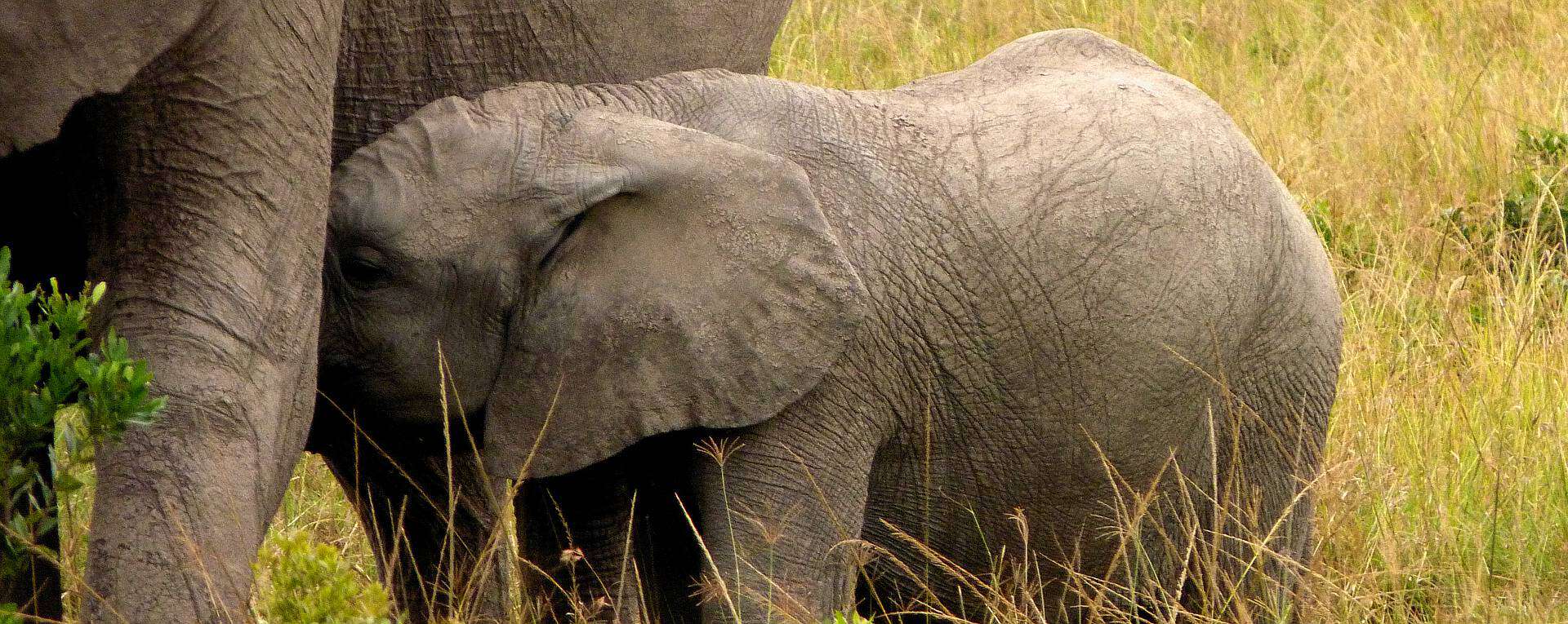 Western Serengeti