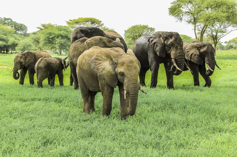 arusha Tarangire national park