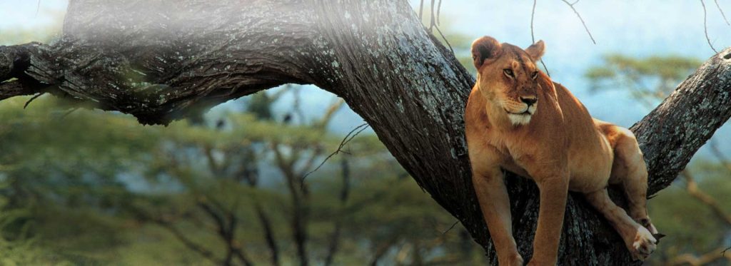 arusha national park day trip banner