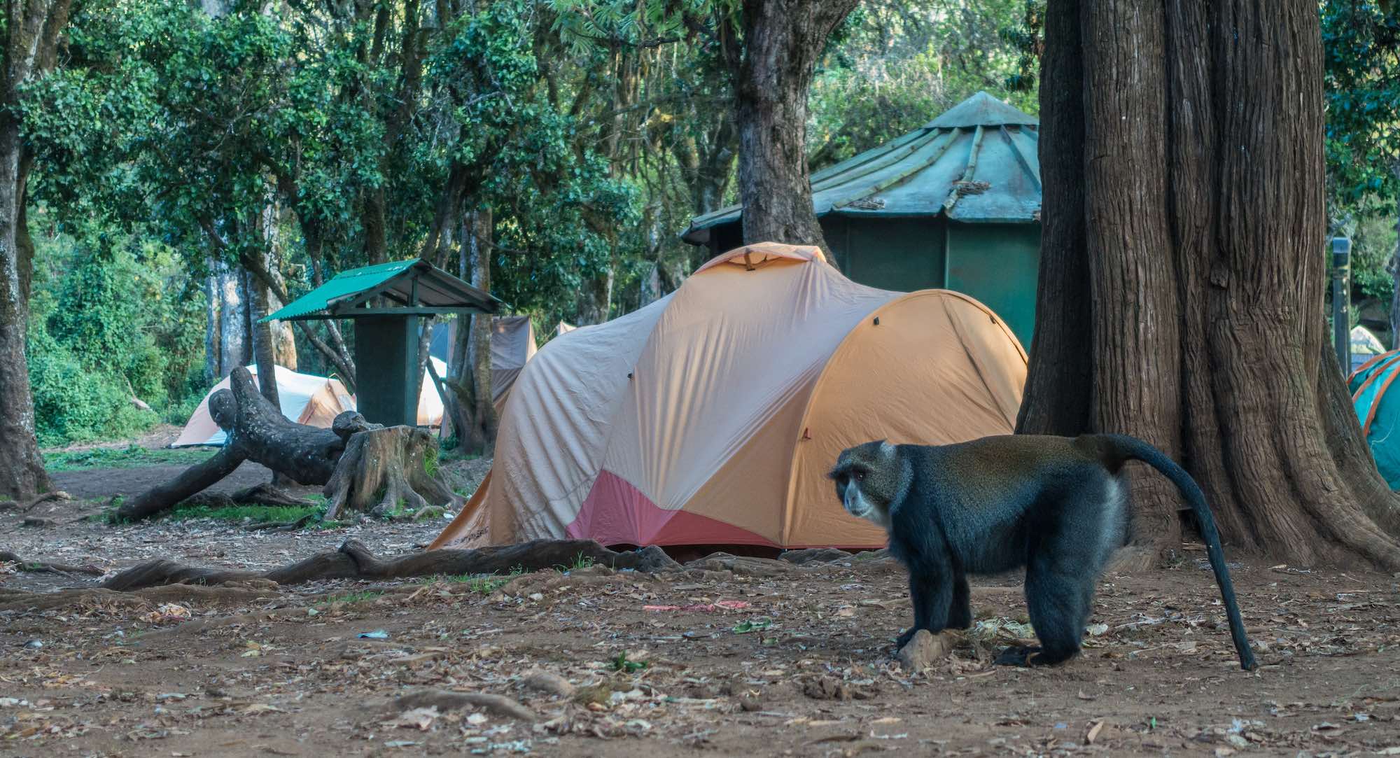 big tree camp