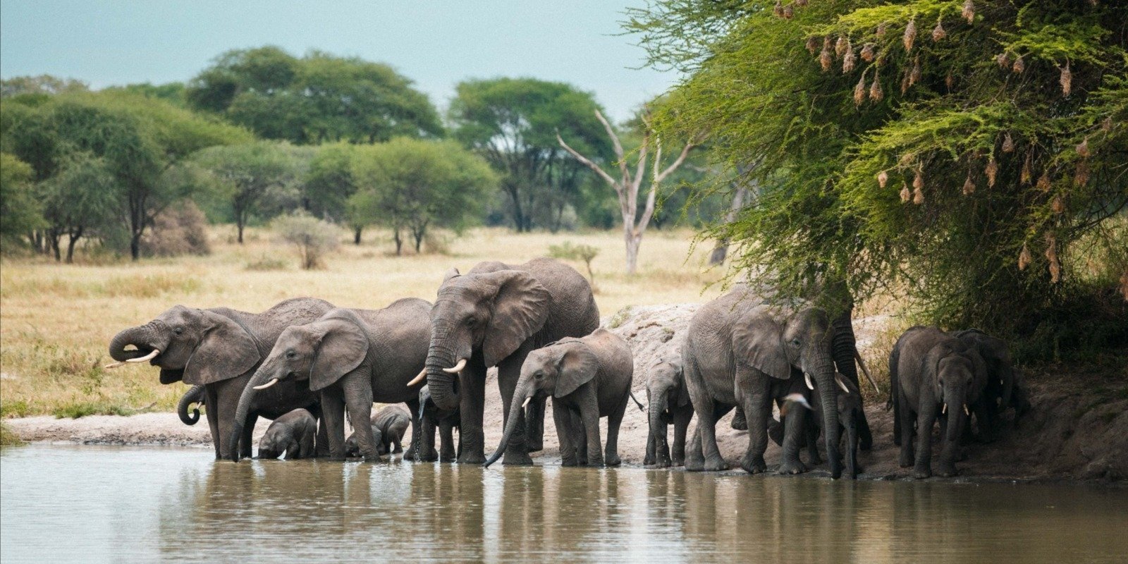 day trip safari to tarangire national park UPqCQ
