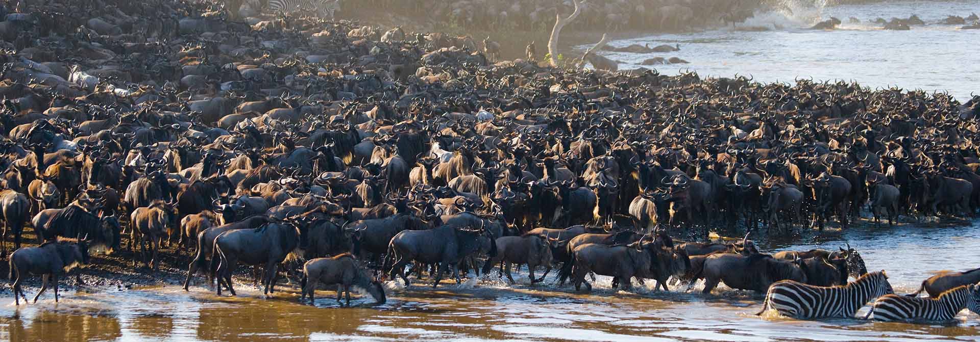 Great migration mara river