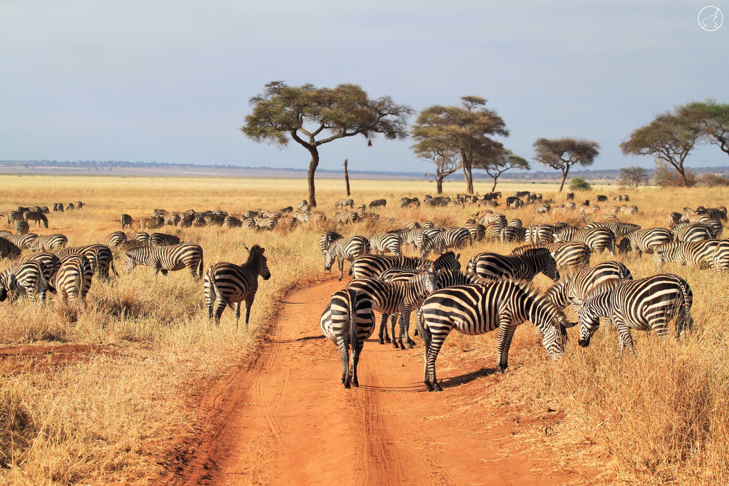 herd zebras tarangire park