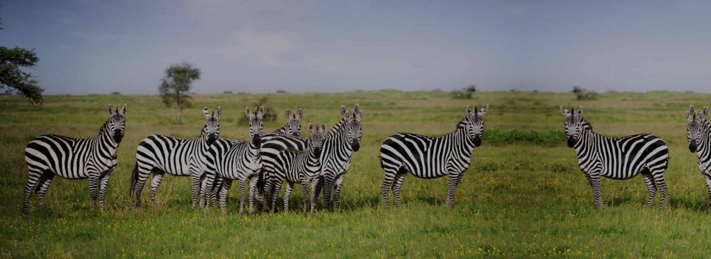 katavi national park banner