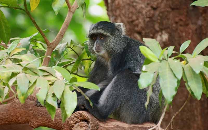 kilimanjaro national park gallery