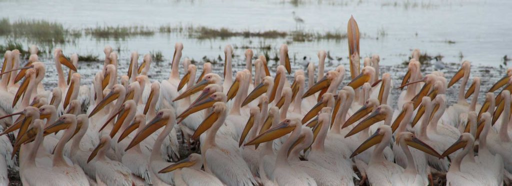 lake manyara day trip banner