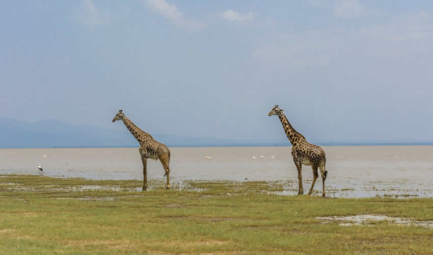 lake manyara giraffes