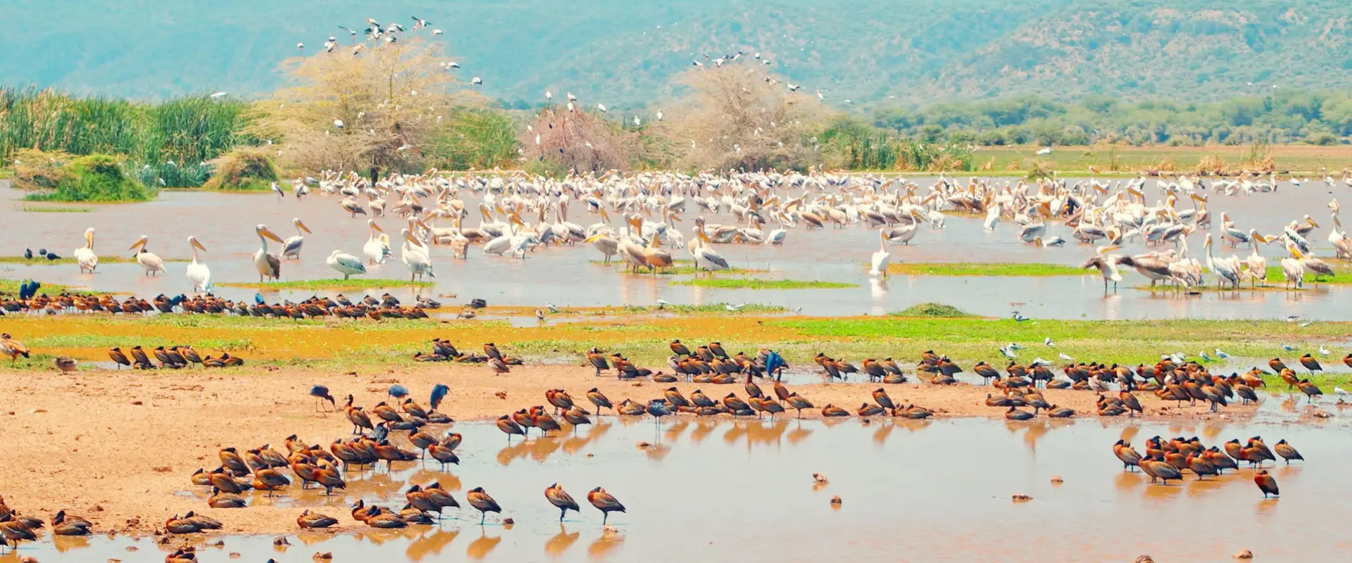 manyara