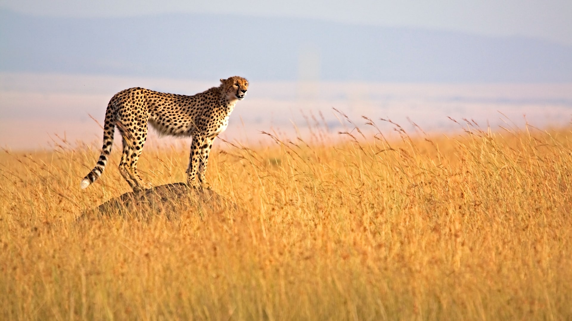 masai mara game reserve