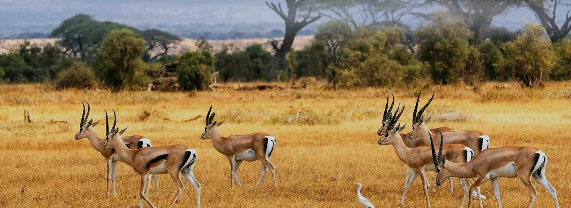 mwanza serengeti safari banner