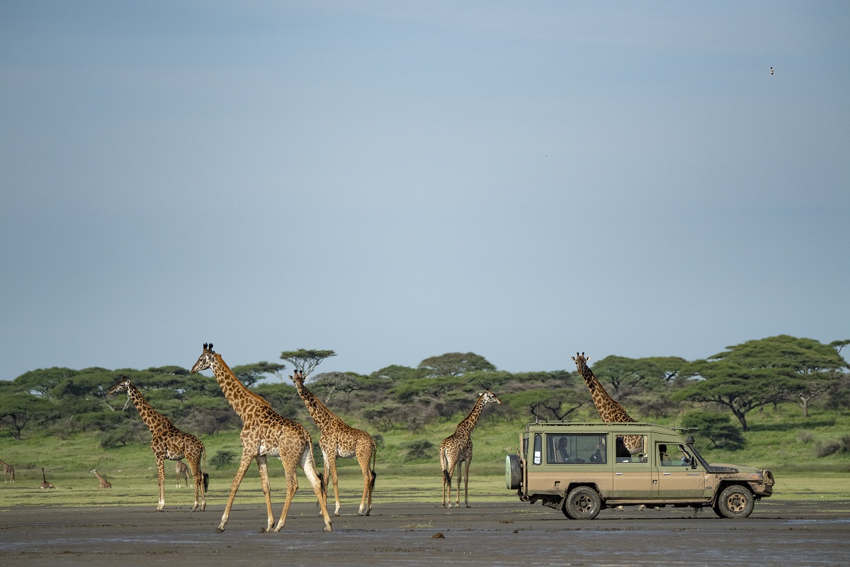 ndutu