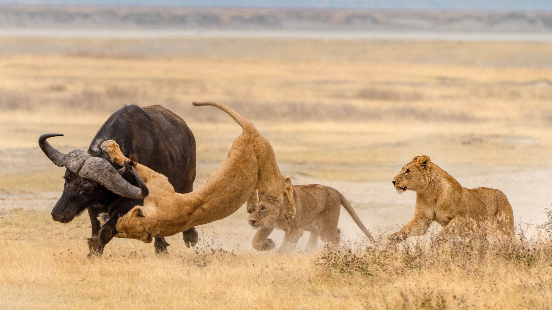ndutu ngorongoro